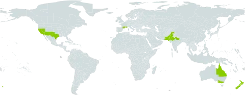 Coincya tournefortii world distribution map, present in Australia, France, India, New Zealand, Pakistan, and United States of America