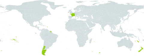 Collomia biflora world distribution map, present in Argentina, Chile, France, New Zealand, and Uruguay