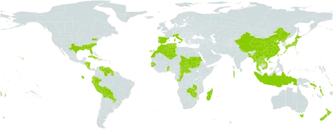 Colocasia world distribution map, present in Åland Islands, Andorra, Australia, Benin, Bangladesh, Bermuda, Bolivia (Plurinational State of), Central African Republic, China, Congo, Cook Islands, Costa Rica, Cuba, Cayman Islands, Dominica, Algeria, Ecuador, Spain, Gambia, Guinea-Bissau, Guyana, Honduras, Haiti, Indonesia, Italy, Japan, Lao People's Democratic Republic, Morocco, Madagascar, Maldives, Myanmar, Norfolk Island, Nicaragua, Nepal, Nauru, New Zealand, Peru, Puerto Rico, Korea (Democratic People's Republic of), Portugal, Paraguay, Sudan, Senegal, Solomon Islands, Seychelles, Chad, Togo, Thailand, Tonga, Tunisia, Tuvalu, Taiwan, Province of China, United States of America, Venezuela (Bolivarian Republic of), Viet Nam, Vanuatu, Wallis and Futuna, Samoa, Zambia, and Zimbabwe