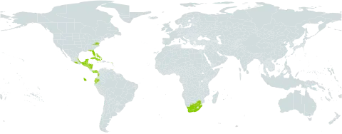 Colubrina arborescens world distribution map, present in Anguilla, Antigua and Barbuda, Bonaire, Sint Eustatius and Saba, Bahamas, Belize, Barbados, Colombia, Cuba, Cayman Islands, Ecuador, Guadeloupe, Guatemala, Honduras, Jamaica, Mexico, Montserrat, Nicaragua, Panama, Puerto Rico, El Salvador, Turks and Caicos Islands, Trinidad and Tobago, United States Minor Outlying Islands, United States of America, and South Africa