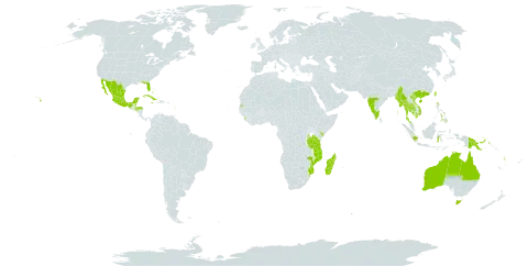Colubrina asiatica world distribution map, present in American Samoa, French Southern Territories, Australia, Bahamas, Belize, China, Cook Islands, Cuba, Fiji, Micronesia (Federated States of), Guadeloupe, Guam, Honduras, Indonesia, India, Jamaica, Kenya, Cambodia, Sri Lanka, Madagascar, Maldives, Mexico, Myanmar, Northern Mariana Islands, Mozambique, Martinique, Mauritius, Mayotte, Niue, Nauru, Philippines, Palau, Papua New Guinea, Singapore, Seychelles, Thailand, Tonga, Taiwan, Province of China, Tanzania, United Republic of, United States of America, Viet Nam, Vanuatu, and Samoa