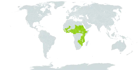 Combretum adenogonium world distribution map, present in Benin, Burkina Faso, Central African Republic, Côte d'Ivoire, Cameroon, Eritrea, Ethiopia, Ghana, Guinea, Guinea-Bissau, Kenya, Mali, Mozambique, Malawi, Nigeria, Sudan, Sierra Leone, South Sudan, Chad, Togo, Tanzania, United Republic of, Uganda, Zambia, and Zimbabwe