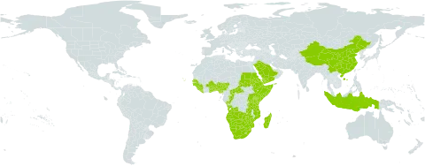 Commelina africana world distribution map, present in Angola, Benin, Burkina Faso, Botswana, Central African Republic, China, Congo, Cabo Verde, Djibouti, Eritrea, Ethiopia, Ghana, Guinea, Guinea-Bissau, Indonesia, Kenya, Liberia, Lesotho, Madagascar, Mozambique, Namibia, Nigeria, Réunion, Rwanda, Saudi Arabia, Sudan, Senegal, Sierra Leone, Somalia, eSwatini, Togo, Tanzania, United Republic of, Uganda, Yemen, South Africa, Zambia, and Zimbabwe