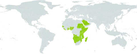 Commelina africana var. villosior world distribution map, present in Angola, Botswana, Eritrea, Ethiopia, Ghana, Kenya, Liberia, Madagascar, Mozambique, Namibia, Nigeria, Réunion, Rwanda, Saudi Arabia, Sudan, Senegal, Sierra Leone, Somalia, eSwatini, Togo, Tanzania, United Republic of, Uganda, Zambia, and Zimbabwe
