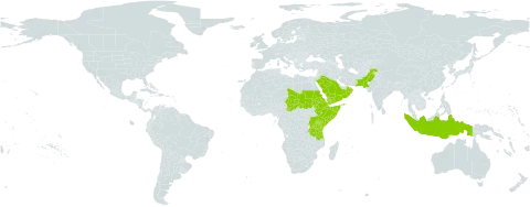 Commelina albescens world distribution map, present in Djibouti, Eritrea, Ethiopia, Indonesia, Kenya, Oman, Pakistan, Saudi Arabia, Sudan, Somalia, Chad, Tanzania, United Republic of, Uganda, and Yemen