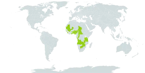Commelina aspera world distribution map, present in Angola, Benin, Burkina Faso, Botswana, Central African Republic, Congo, Cabo Verde, Ghana, Guinea-Bissau, Mali, Mauritania, Nigeria, Sierra Leone, Chad, Togo, Tanzania, United Republic of, Uganda, Zambia, and Zimbabwe