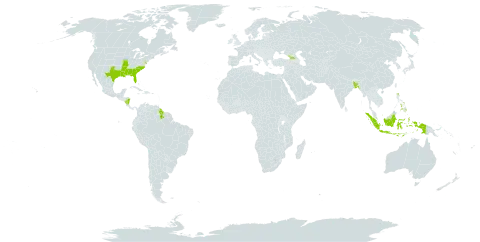 Commelina caroliniana world distribution map, present in Åland Islands, Andorra, Bangladesh, Georgia, Guyana, Indonesia, Nicaragua, Nepal, Philippines, and United States of America