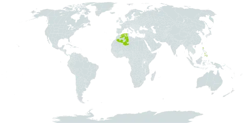 Commelina chamissonis world distribution map, present in Algeria and Philippines