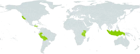 Commelina tuberosa world distribution map, present in Bolivia (Plurinational State of), Guatemala, Honduras, Indonesia, Kenya, Peru, Tanzania, United Republic of, and United States of America
