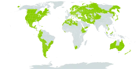 Conium maculatum world distribution map, present in Afghanistan, Albania, Andorra, Argentina, Armenia, Australia, Austria, Azerbaijan, Belgium, Bulgaria, Bosnia and Herzegovina, Belarus, Bolivia (Plurinational State of), Brazil, Canada, Switzerland, Chile, China, Colombia, Costa Rica, Cayman Islands, Czech Republic, Germany, Denmark, Dominican Republic, Algeria, Ecuador, Eritrea, Spain, Estonia, Ethiopia, Finland, France, United Kingdom of Great Britain and Northern Ireland, Georgia, Greece, Guatemala, Honduras, Croatia, Hungary, India, Iran (Islamic Republic of), Iraq, Israel, Italy, Japan, Kazakhstan, Kyrgyzstan, Lebanon, Liberia, Libya, Liechtenstein, Lithuania, Luxembourg, Latvia, Morocco, Moldova (Republic of), Mexico, North Macedonia, Malta, Montenegro, Malaysia, Netherlands, Norway, New Zealand, Pakistan, Peru, Poland, Korea (Democratic People's Republic of), Portugal, Romania, Russian Federation, Saudi Arabia, Serbia, Slovakia, Slovenia, Sweden, Syrian Arab Republic, Tajikistan, Turkmenistan, Tunisia, Turkey, Ukraine, Uruguay, United States of America, Uzbekistan, Viet Nam, Yemen, and South Africa