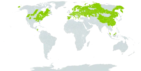 Convallaria majalis world distribution map, present in Åland Islands, Albania, Austria, Bulgaria, Belarus, Canada, Switzerland, China, Czech Republic, Germany, Denmark, Spain, Finland, France, Micronesia (Federated States of), Greece, Hungary, Italy, Kazakhstan, Malaysia, Nicaragua, Netherlands, Norway, Poland, Romania, Russian Federation, Sweden, Turks and Caicos Islands, Ukraine, and United States of America