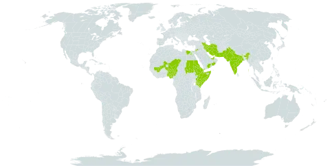 Convolvulus glomeratus world distribution map, present in United Arab Emirates, Djibouti, Egypt, Eritrea, Ethiopia, India, Iran (Islamic Republic of), Israel, Jordan, Kenya, Mali, Niger, Nigeria, Oman, Pakistan, Qatar, Saudi Arabia, Sudan, Somalia, Chad, and Yemen