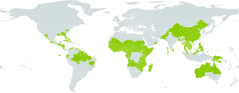 Corchorus aestuans world distribution map, present in Angola, French Southern Territories, Antigua and Barbuda, Australia, Benin, Bonaire, Sint Eustatius and Saba, Burkina Faso, Bangladesh, Bahamas, Brazil, Barbados, Bhutan, Central African Republic, China, Côte d'Ivoire, Cameroon, Congo, Colombia, Costa Rica, Cuba, Cayman Islands, Ecuador, Ethiopia, Micronesia (Federated States of), Gabon, Ghana, Guinea, Gambia, Guinea-Bissau, Equatorial Guinea, Grenada, Guatemala, French Guiana, Guam, Guyana, Honduras, Indonesia, India, Jamaica, Kenya, Cambodia, Lao People's Democratic Republic, Liberia, Saint Lucia, Sri Lanka, Madagascar, Maldives, Mexico, Mali, Myanmar, Mozambique, Mauritania, Montserrat, Malawi, Malaysia, Niger, Nigeria, Nicaragua, Nepal, Oman, Pakistan, Philippines, Papua New Guinea, Puerto Rico, Sudan, Senegal, Singapore, Sierra Leone, Somalia, South Sudan, Sao Tome and Principe, Suriname, Seychelles, Turks and Caicos Islands, Chad, Togo, Thailand, Trinidad and Tobago, Taiwan, Province of China, Tanzania, United Republic of, United States of America, Saint Vincent and the Grenadines, Venezuela (Bolivarian Republic of), Viet Nam, Zambia, and Zimbabwe
