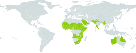 Corchorus fascicularis world distribution map, present in Angola, Australia, Benin, Burkina Faso, Bangladesh, Central African Republic, Côte d'Ivoire, Eritrea, Ethiopia, Ghana, Guinea, Gambia, Guinea-Bissau, India, Kenya, Sri Lanka, Mali, Myanmar, Mozambique, Mauritania, Niger, Nigeria, Pakistan, Philippines, Saudi Arabia, Sudan, Senegal, Sierra Leone, Somalia, South Sudan, Chad, Togo, Tanzania, United Republic of, South Africa, Zambia, and Zimbabwe