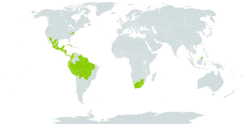 Cordia alliodora world distribution map, present in Antigua and Barbuda, Belize, Bolivia (Plurinational State of), Brazil, Barbados, Colombia, Costa Rica, Cuba, Dominica, Ecuador, Fiji, Guadeloupe, Guatemala, French Guiana, Guyana, Honduras, Jamaica, Saint Lucia, Mexico, Montserrat, Martinique, Malaysia, Nicaragua, Panama, Peru, Puerto Rico, El Salvador, Suriname, Seychelles, Trinidad and Tobago, United States of America, Venezuela (Bolivarian Republic of), and South Africa