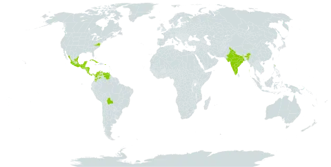 Cordia dentata world distribution map, present in Antigua and Barbuda, Bonaire, Sint Eustatius and Saba, Belize, Bolivia (Plurinational State of), Barbados, Colombia, Costa Rica, Cuba, Cayman Islands, Guadeloupe, Grenada, Guatemala, Honduras, India, Jamaica, Mexico, Nicaragua, Panama, Puerto Rico, Trinidad and Tobago, United States of America, and Venezuela (Bolivarian Republic of)