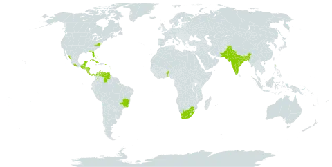 Cordia sebestena world distribution map, present in Anguilla, Antigua and Barbuda, Benin, Bonaire, Sint Eustatius and Saba, Burkina Faso, Bangladesh, Bahamas, Belize, Brazil, Barbados, Colombia, Costa Rica, Cuba, Cayman Islands, Guadeloupe, Guatemala, Guam, Honduras, India, Jamaica, Kiribati, Saint Lucia, Mexico, Marshall Islands, Montserrat, Martinique, Nicaragua, Pakistan, Panama, Palau, Puerto Rico, Turks and Caicos Islands, Trinidad and Tobago, United States of America, Saint Vincent and the Grenadines, Venezuela (Bolivarian Republic of), and South Africa