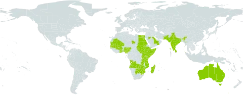 Cordia sinensis world distribution map, present in Angola, Australia, Burkina Faso, Botswana, Djibouti, Egypt, Ethiopia, Ghana, India, Israel, Kenya, Sri Lanka, Madagascar, Mali, Myanmar, Mozambique, Mauritania, Nigeria, Oman, Pakistan, Qatar, Saudi Arabia, Sudan, Senegal, Somalia, South Sudan, Chad, Togo, Tanzania, United Republic of, Uganda, Yemen, South Africa, Zambia, and Zimbabwe