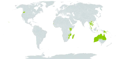 Cordia subcordata world distribution map, present in American Samoa, French Southern Territories, Australia, China, Cook Islands, Cayman Islands, Fiji, Micronesia (Federated States of), Guam, Indonesia, India, Kenya, Cambodia, Kiribati, Sri Lanka, Madagascar, Maldives, Marshall Islands, Myanmar, Northern Mariana Islands, Mozambique, Malaysia, Mayotte, Niue, Philippines, Palau, Papua New Guinea, Singapore, Seychelles, Thailand, Tokelau, Tonga, Tuvalu, Tanzania, United Republic of, United States Minor Outlying Islands, United States of America, Viet Nam, Wallis and Futuna, and Samoa