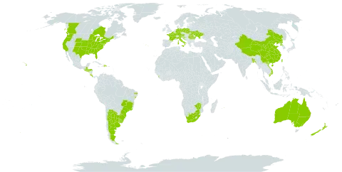 Coreopsis lanceolata world distribution map, present in Argentina, Australia, Austria, Belgium, Bangladesh, Brazil, Canada, China, Cook Islands, Costa Rica, Germany, Dominican Republic, France, Guatemala, Honduras, Croatia, Italy, Sri Lanka, Mauritius, New Zealand, Palau, Poland, Korea (Democratic People's Republic of), Portugal, Romania, El Salvador, Taiwan, Province of China, Ukraine, Uruguay, United States of America, Viet Nam, South Africa, and Zimbabwe