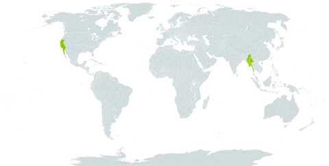 Coreopsis maritima world distribution map, present in Mexico, Myanmar, and United States of America