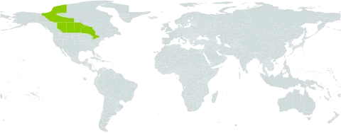 Corispermum hookeri world distribution map, present in Canada