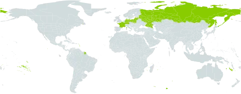 Corispermum intermedium world distribution map, present in Germany, France, Lithuania, Latvia, Poland, and Russian Federation