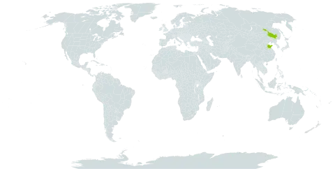 Corispermum puberulum world distribution map, present in China