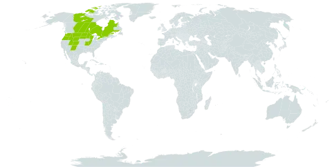 Corispermum villosum world distribution map, present in Canada and United States of America
