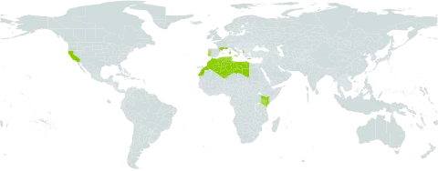 Coronilla valentina world distribution map, present in Albania, Algeria, Spain, France, Greece, Italy, Kenya, Libya, Morocco, Malta, Portugal, Tunisia, and United States of America