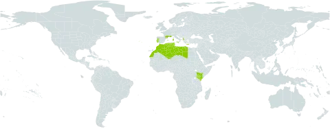 Coronilla valentina subsp. glauca world distribution map, present in Albania, Algeria, Spain, France, Greece, Italy, Kenya, Libya, Morocco, Malta, Portugal, and Tunisia