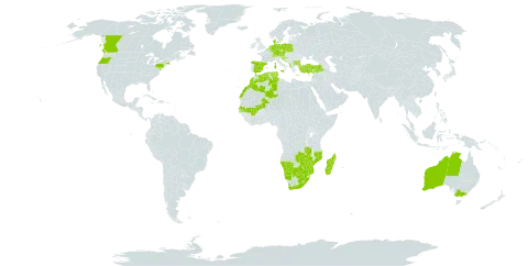 Corrigiola litoralis world distribution map, present in Albania, Australia, Austria, Belgium, Bulgaria, Botswana, Canada, Switzerland, Czech Republic, Germany, Denmark, Algeria, Spain, France, United Kingdom of Great Britain and Northern Ireland, Greece, Croatia, Israel, Italy, Lebanon, Lesotho, Luxembourg, Morocco, Madagascar, North Macedonia, Mali, Mozambique, Namibia, Netherlands, Poland, Portugal, Réunion, Senegal, Slovenia, Tunisia, Turkey, United States of America, South Africa, Zambia, and Zimbabwe
