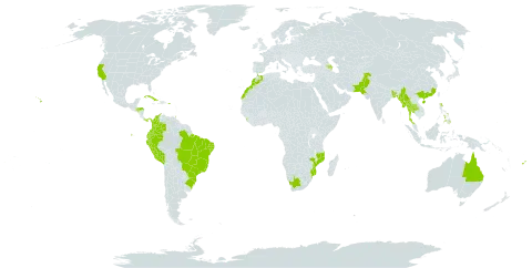 Corymbia citriodora world distribution map, present in Australia, Azerbaijan, Burkina Faso, Bangladesh, Brazil, China, Colombia, Cuba, Ecuador, Spain, Fiji, Micronesia (Federated States of), Honduras, Sri Lanka, Morocco, Myanmar, Mozambique, Nepal, Pakistan, Panama, Peru, Philippines, Puerto Rico, Thailand, Trinidad and Tobago, United States Minor Outlying Islands, United States of America, and South Africa