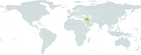 Cota palaestina world distribution map, present in Cyprus, Greece, Iraq, Israel, Lebanon, and Syrian Arab Republic