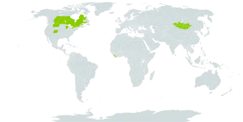Cotoneaster lucidus world distribution map, present in Canada, Liberia, Mongolia, and United States of America