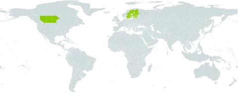Cotoneaster niger world distribution map, present in Canada, Estonia, Finland, Latvia, and Sweden