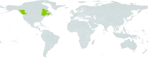 Cotoneaster x suecicus world distribution map, present in Canada