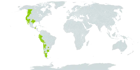 Crassula connata world distribution map, present in Argentina, Bolivia (Plurinational State of), Canada, Chile, Colombia, Ecuador, Guatemala, Mexico, Peru, Uruguay, and United States of America