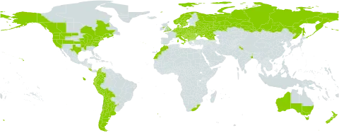 Crepis capillaris world distribution map, present in Albania, Andorra, Argentina, American Samoa, Australia, Austria, Belgium, Bulgaria, Bosnia and Herzegovina, Belarus, Bolivia (Plurinational State of), Canada, Switzerland, Chile, Colombia, Costa Rica, Czech Republic, Germany, Denmark, Ecuador, Spain, France, United Kingdom of Great Britain and Northern Ireland, Georgia, Gibraltar, Croatia, Hungary, India, Italy, Liechtenstein, Lithuania, Luxembourg, Morocco, North Macedonia, Malta, Montenegro, Netherlands, Norway, New Zealand, Peru, Poland, Portugal, Romania, Russian Federation, Saint Helena, Ascension and Tristan da Cunha, Serbia, Slovakia, Slovenia, Sweden, Ukraine, United States of America, and South Africa