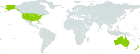 Crepis world distribution map, present in American Samoa, Australia, New Zealand, and United States of America