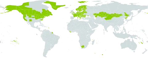 Crepis tectorum world distribution map, present in Austria, Bulgaria, Bosnia and Herzegovina, Belarus, Canada, Switzerland, China, Czech Republic, Germany, Denmark, Estonia, Finland, France, United Kingdom of Great Britain and Northern Ireland, Greenland, Croatia, Hungary, Italy, Kazakhstan, Liberia, Lithuania, Luxembourg, Latvia, Moldova (Republic of), Montenegro, Mongolia, Netherlands, Norway, Poland, Korea (Democratic People's Republic of), Romania, Russian Federation, Serbia, Slovakia, Slovenia, Sweden, Ukraine, United States of America, and South Africa