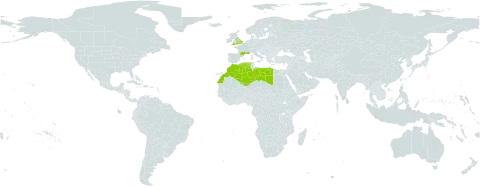 Crepis vesicaria subsp. stellata world distribution map, present in Algeria, France, United Kingdom of Great Britain and Northern Ireland, Libya, and Morocco