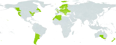 Crepis vesicaria subsp. taraxacifolia world distribution map, present in Albania, Andorra, Argentina, Australia, Austria, Belgium, Bulgaria, Bosnia and Herzegovina, Belarus, Canada, Switzerland, Chile, Czech Republic, Germany, Denmark, Algeria, Spain, Estonia, Finland, France, United Kingdom of Great Britain and Northern Ireland, Gibraltar, Greece, Croatia, Hungary, Italy, Liechtenstein, Lithuania, Luxembourg, Latvia, Morocco, Monaco, Moldova (Republic of), North Macedonia, Montenegro, Netherlands, Norway, New Zealand, Poland, Portugal, Romania, Russian Federation, Serbia, Slovakia, Slovenia, Sweden, Tunisia, Ukraine, and United States of America