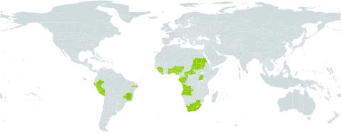 Crinum jagus world distribution map, present in Angola, Benin, Brazil, Central African Republic, Congo, Gabon, Ghana, Guinea, Liberia, Mauritius, Nigeria, Peru, Sudan, Sierra Leone, Seychelles, Togo, Uganda, and South Africa