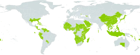 Crinum world distribution map, present in Angola, Åland Islands, Andorra, Australia, Benin, Burkina Faso, Bangladesh, Bahamas, Belize, Botswana, Central African Republic, China, Congo, Cook Islands, Comoros, Cabo Verde, Costa Rica, Cuba, Cayman Islands, Dominica, Ecuador, Eritrea, Ethiopia, Fiji, Gabon, Georgia, Ghana, Guinea, Gambia, Guinea-Bissau, Guyana, Honduras, Haiti, Indonesia, Jamaica, Japan, Kenya, Lao People's Democratic Republic, Liberia, Lesotho, Moldova (Republic of), Madagascar, Maldives, Mali, Myanmar, Mozambique, Mauritania, Mauritius, Namibia, Norfolk Island, Nigeria, Nicaragua, Nepal, Nauru, Panama, Pitcairn, Peru, Philippines, Puerto Rico, Korea (Democratic People's Republic of), Paraguay, Réunion, Rwanda, Saudi Arabia, Sudan, Senegal, Solomon Islands, Sierra Leone, Somalia, Suriname, eSwatini, Seychelles, Chad, Togo, Thailand, Tokelau, Tonga, Tuvalu, Taiwan, Province of China, Tanzania, United Republic of, Uganda, United States of America, Venezuela (Bolivarian Republic of), Viet Nam, Vanuatu, Samoa, Yemen, Zambia, and Zimbabwe
