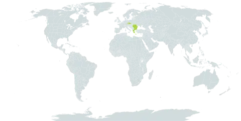 Crocus flavus subsp. flavus world distribution map, present in Bulgaria, Czech Republic, Greece, Romania, and Turks and Caicos Islands