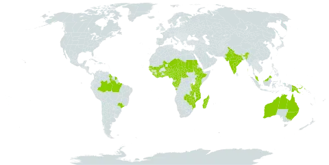Crotalaria goreensis world distribution map, present in Angola, Australia, Burundi, Benin, Burkina Faso, Brazil, Central African Republic, Côte d'Ivoire, Cameroon, Congo, Ethiopia, Gabon, Ghana, Guinea, Guinea-Bissau, French Guiana, Guyana, India, Kenya, Liberia, Madagascar, Mali, Mozambique, Malawi, Malaysia, Niger, Nigeria, Papua New Guinea, Rwanda, Sudan, Senegal, Sierra Leone, Chad, Togo, Tanzania, United Republic of, Uganda, Zambia, and Zimbabwe