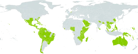 Crotalaria incana world distribution map, present in Angola, Anguilla, Argentina, American Samoa, Antigua and Barbuda, Australia, Burundi, Bangladesh, Bahamas, Belize, Bolivia (Plurinational State of), Brazil, Barbados, Chile, China, Cameroon, Colombia, Comoros, Costa Rica, Cuba, Cayman Islands, Dominica, Dominican Republic, Ecuador, Ethiopia, Guernsey, Ghana, Guadeloupe, Grenada, Guatemala, French Guiana, Guyana, Honduras, Haiti, Indonesia, India, Jamaica, Kenya, Cambodia, Saint Kitts and Nevis, Lao People's Democratic Republic, Sri Lanka, Madagascar, Mexico, Marshall Islands, Northern Mariana Islands, Mozambique, Martinique, Mauritius, Malawi, Malaysia, Mayotte, Nigeria, Nicaragua, Netherlands, Panama, Peru, Philippines, Papua New Guinea, Puerto Rico, Paraguay, Réunion, Rwanda, Saudi Arabia, Singapore, Solomon Islands, Sierra Leone, El Salvador, Somalia, Thailand, Taiwan, Province of China, Tanzania, United Republic of, Uganda, United States of America, Venezuela (Bolivarian Republic of), Viet Nam, Vanuatu, Yemen, Zambia, and Zimbabwe