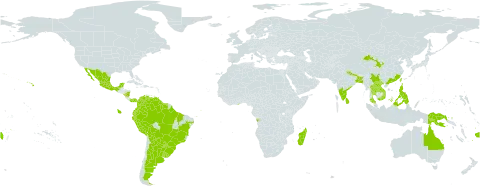 Crotalaria micans world distribution map, present in Angola, Argentina, American Samoa, Australia, Bangladesh, Bolivia (Plurinational State of), Brazil, China, Colombia, Dominica, Ecuador, Fiji, Ghana, Guadeloupe, French Guiana, Guyana, Indonesia, India, Saint Kitts and Nevis, Lao People's Democratic Republic, Sri Lanka, Madagascar, Mexico, Montserrat, Martinique, Malaysia, Nicaragua, Niue, Nepal, Panama, Peru, Philippines, Papua New Guinea, Paraguay, Réunion, Singapore, Suriname, Thailand, Trinidad and Tobago, Taiwan, Province of China, Uruguay, United States of America, Venezuela (Bolivarian Republic of), Viet Nam, and Samoa
