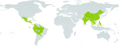 Crotalaria nitens world distribution map, present in American Samoa, Bangladesh, Belize, Bolivia (Plurinational State of), Brazil, Bhutan, China, Colombia, Ecuador, Ghana, Guatemala, Guyana, Honduras, India, Cambodia, Lao People's Democratic Republic, Mexico, Myanmar, Peru, Philippines, Paraguay, Singapore, Thailand, and Viet Nam